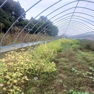 김진영님의 기타작물 · 영농일지 작성글 사진