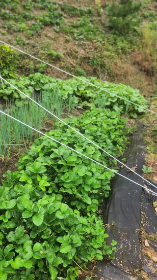 김응진님의 배추 · 영농일지 작성글 사진