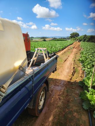 김저팔계님의 배추 · 영농일지 작성글 사진