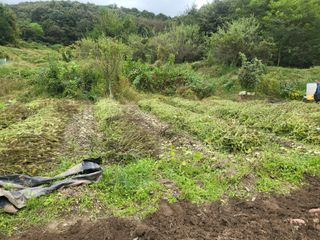 전선경님의 들깨 · 영농일지 작성글 사진