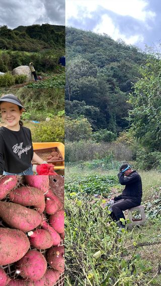 이석형님의 고구마 · 영농일지 작성글 사진