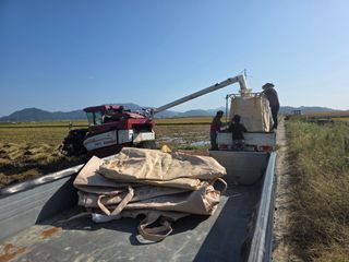 정정치님의 벼 · 영농일지 작성글 사진