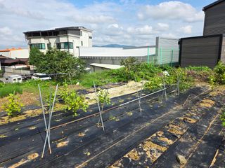 병섭님의 들깨 · 영농일지 작성글 사진