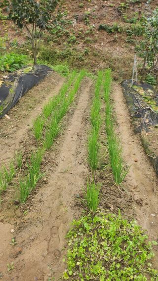 김응진님의 배추 · 영농일지 작성글 사진