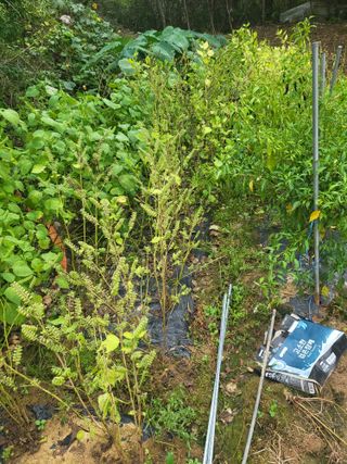 최병우님의 기타작물 · 영농일지 작성글 사진