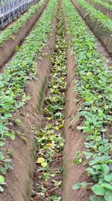 팜모닝 딸기·영농일지 게시글 이미지