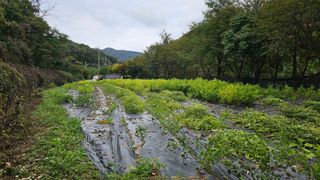 이지은님의 들깨 · 영농일지 작성글 사진