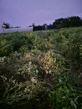 팜모닝 들깨·영농일지 게시글 이미지