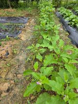 팜모닝 들깨·영농일지 게시글 이미지