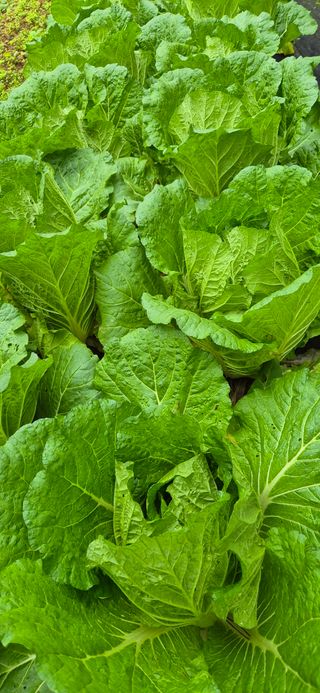 매실21434님의 배추 · 영농일지 작성글 사진