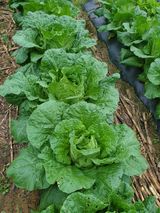 팜모닝 기타작물·영농일지 게시글 이미지