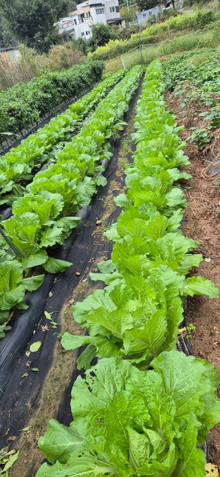 매실21434님의 배추 · 영농일지 작성글 사진