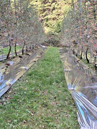 산꼭대기사과밭님의 기타작물 · 영농일지 작성글 사진