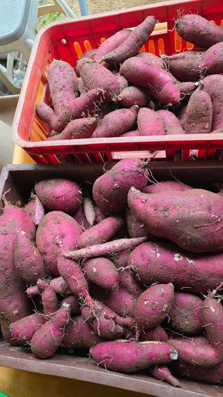 이석형님의 고구마 · 영농일지 작성글 사진