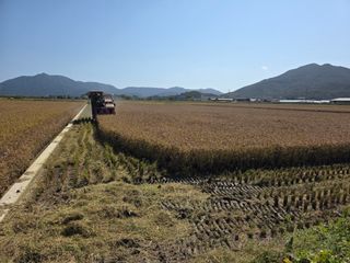 정정치님의 벼 · 영농일지 작성글 사진