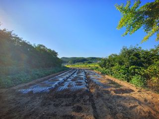 오이8898황산면님의 마늘 · 영농일지 작성글 사진