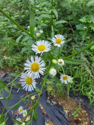 병섭님의 들깨 · 영농일지 작성글 사진