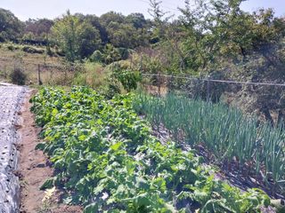 이준영님의 기타작물 · 영농일지 작성글 사진