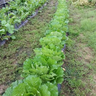 김진영님의 기타작물 · 영농일지 작성글 사진