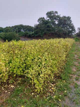 미카엘농장님의 기타작물 · 영농일지 작성글 사진