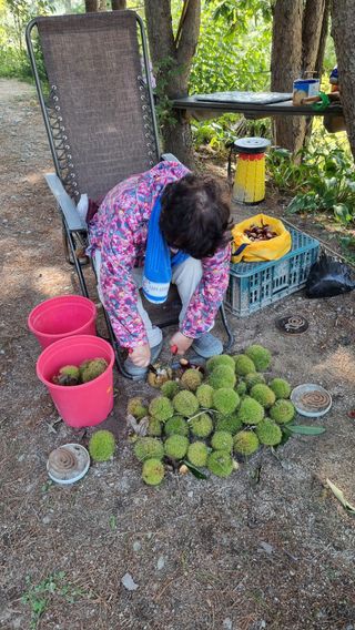 권혁렬님의 기타작물 · 영농일지 작성글 사진