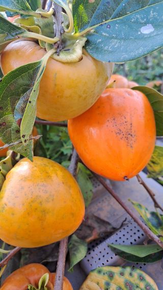 서은숙님의 감 · 영농일지 작성글 사진