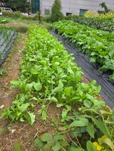 팜모닝 배추·영농일지 게시글 이미지