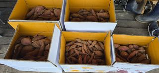 산골아찌님의 고구마 · 영농일지 작성글 사진