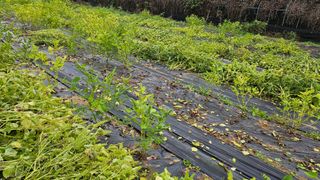 이지은님의 들깨 · 영농일지 작성글 사진