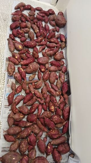 엄성열님의 고구마 · 영농일지 작성글 사진