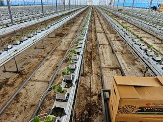 태이린팜님의 오이 · 영농일지 작성글 사진