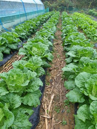 샤이니바다님의 기타작물 · 영농일지 작성글 사진