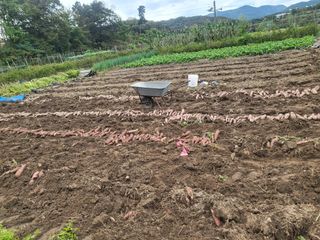 전선경님의 고구마 · 영농일지 작성글 사진