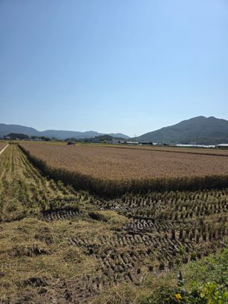 정정치님의 벼 · 영농일지 작성글 사진