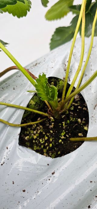 백암제이하우스님의 딸기 · 영농일지 작성글 사진