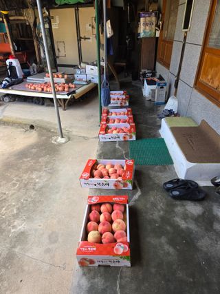 포도6841님의 복숭아 · 영농일지 작성글 사진