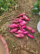 팜모닝 기타작물·영농일지 게시글 이미지