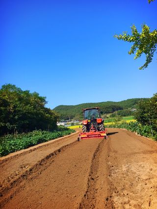 오이8898황산면님의 마늘 · 영농일지 작성글 사진