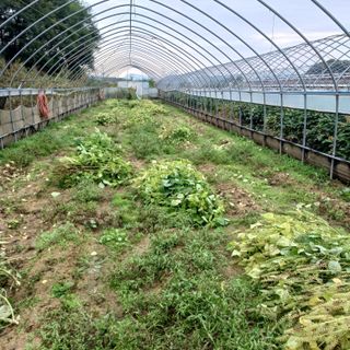 김진영님의 기타작물 · 영농일지 작성글 사진