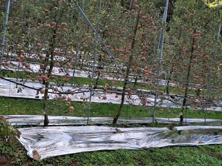 산꼭대기사과밭님의 기타작물 · 영농일지 작성글 사진