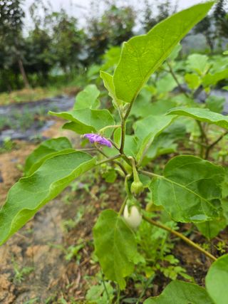 배동연님의 들깨 · 영농일지 작성글 사진