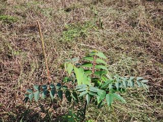 박병한님의 참깨 · 영농일지 작성글 사진