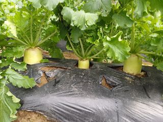 김진현님의 배추 · 영농일지 작성글 사진