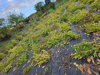 배영순님의 기타작물 · 영농일지 작성글 사진