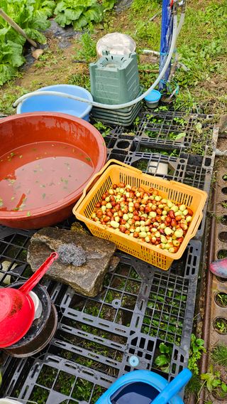 원감사님의 기타작물 · 영농일지 작성글 사진
