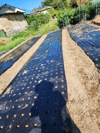 강동신님의 마늘 · 영농일지 작성글 사진