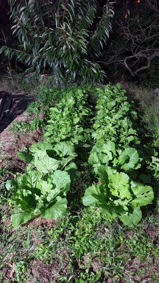 화양초보님의 기타작물 · 영농일지 작성글 사진