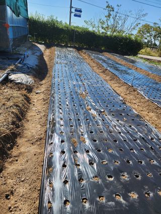 강동신님의 마늘 · 영농일지 작성글 사진