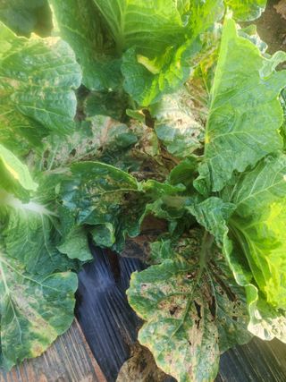 김저팔계님의 파 · 영농일지 작성글 사진