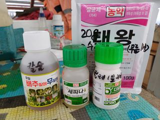 김진현님의 배추 · 영농일지 작성글 사진